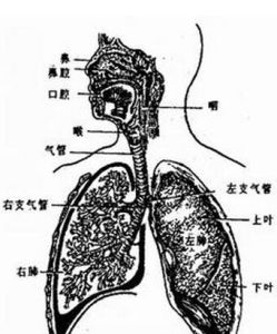 支氣管熱整形系統