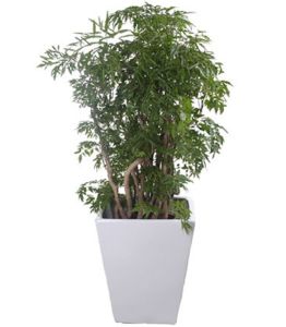 福祿桐類植物