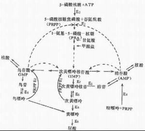 嘌呤代謝