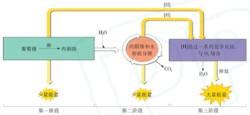 有氧呼吸過程示意