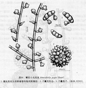 臀形小光殼炱