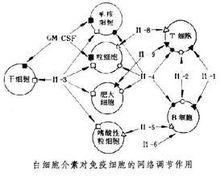 il[白細胞介素]