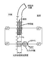 化學滲透偶聯假說