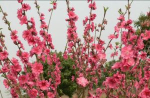 東莞松山湖花海