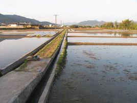 明洋村[福建南平市延平區南山鎮明洋村]