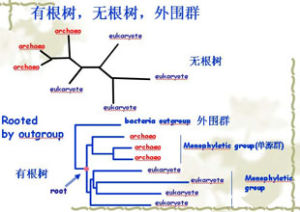 有根樹