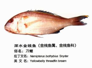 深水金線魚