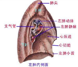 急性呼吸功能不全