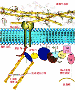 細胞生物學