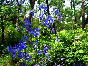 （圖）煙臺翠雀花