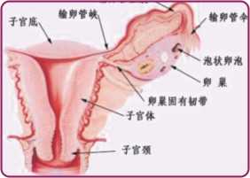 卵巢惡性中胚葉混合瘤