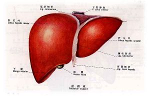 消化病學