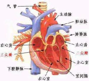 克念菌素