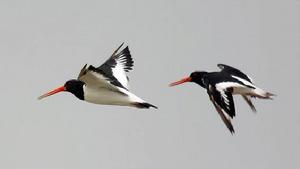 （圖）蠣鷸鴕鳥