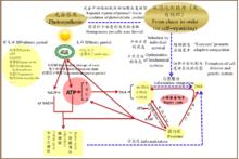 光合作用介導的ATP中心假說示意圖