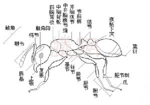 並胸腹節