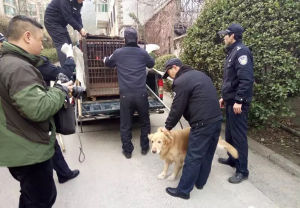 養犬積分制