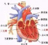 限制性心肌病