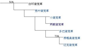 豬籠草進化樹的“第6分支”