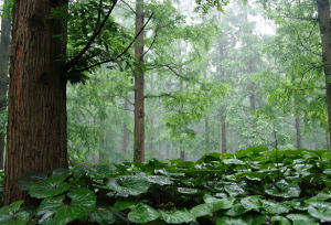 東平國家森林公園