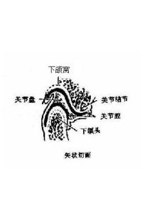 顳下頜關節