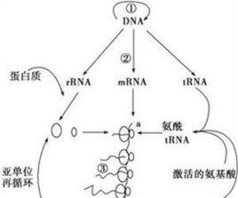 植物總蛋白提取