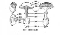 歐當歸