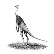 似鳥龍科（Ornithomimidae）意為“鳥類的模仿者”，是獸腳亞目似鳥龍下目的一科，生存於白堊紀中晚期，分布於現今的北美洲與亞洲等地。似鳥龍科具有長頸部、喙狀嘴，嘴部無齒，外形類似鴕鳥。由於在某些標本的胃部區域中發現了胃石，一種可以用來協助磨碎植物的石頭，似鳥龍科被普遍認為是草食性動物。但是，某些其他特徵則指出，似鳥龍科可能是雜食性動物。似鳥龍科被定義為：包含埃德蒙頓似鳥龍，但不包含似金翅鳥龍、似鳥身女妖龍、神州龍、似鵜鶘龍在內的最大演化支。似鳥龍科化石時期： 上白堊紀 PreЄЄOSDCPTJKPgN 似鴕龍 科學分類 界： 動物界 Animalia 門： 脊索動物門 Chordata 綱： 蜥形綱 Sauropsida 總目： 恐龍總目 Dinosauria 目： 蜥臀目 Saurischia 亞目： 獸腳亞目 Theropoda 下目： 似鳥龍下目 Ornithomimosauria 科： 似鳥龍科 OrnithomimidaeMarsh, 1890  屬 似鵝龍 Anserimimus 古似鳥龍 Archaeornithomimus 似鴯鶓龍 Dromiceiomimus 似雞龍 Gallimimus 似鳥龍 Ornithomimus 中國似鳥龍 Sinornithomimus 似鴕龍 Struthiomimus