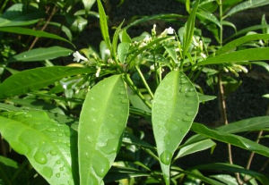 吊羅山蘿芙木