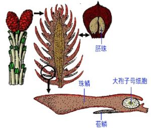 珠鱗