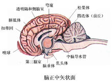 中樞神經系統