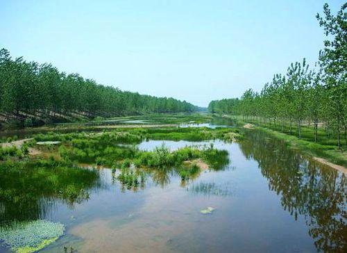 商丘黃河故道國家森林公園