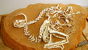 可汗龍的化石如同其他的偷蛋龍科恐龍，可汗龍可能是部分肉食性恐龍，它們可能以小型脊椎動物為食，例如：哺乳類、蜥蜴、可能還有其他小型恐龍。可汗龍可能是有羽毛恐龍。