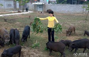 林小珍給野豬餵地瓜藤