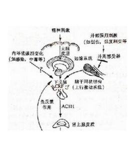 腎上腺皮質激素