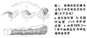 神經嵴