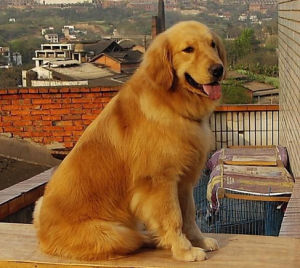 Golden Retriever