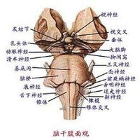 神經核