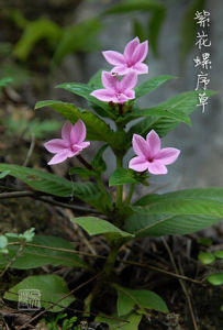 紫花螺序草