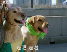 小米[神犬小七中的拉布拉多犬]