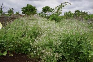 （圖）花園（電影）