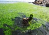 微型原甲藻