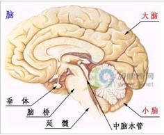 神經棘紅細胞增多症