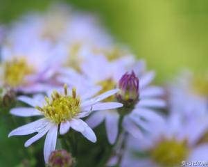 阿爾泰紫菀