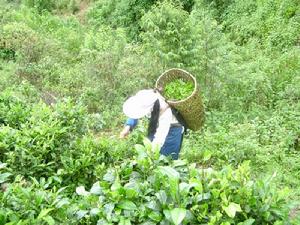 茶葉種植