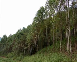 老馬寨自然村桉樹林