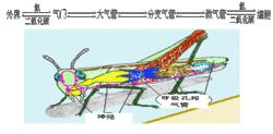 蝗蟲[直翅目蝗科動物的統稱]