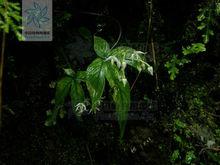 小雪花[茜草科雪花屬植物]