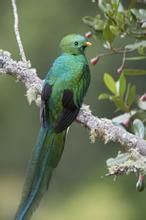 Resplendent quetzal