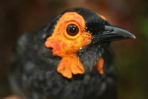 煙霧食蜜鳥